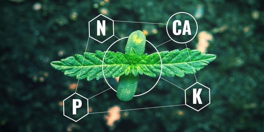 Kalzium in chemischem vs. organischem Dünger