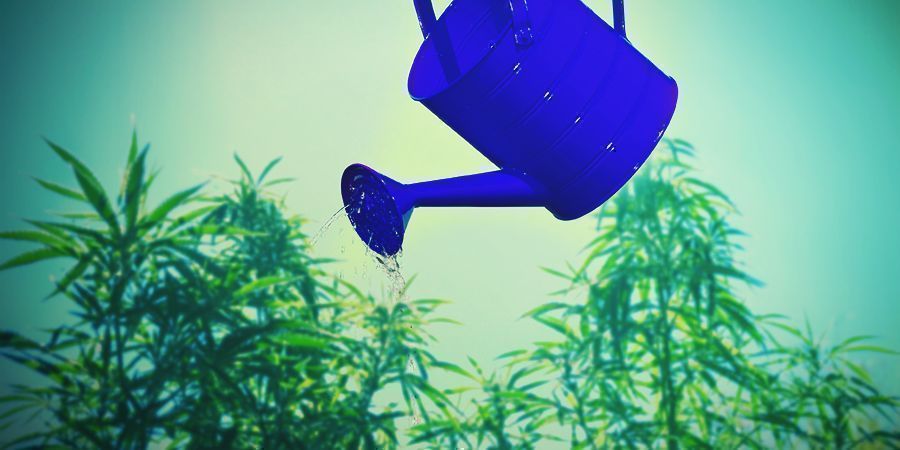 Cannabis-Anbautipps rund um Kalzium