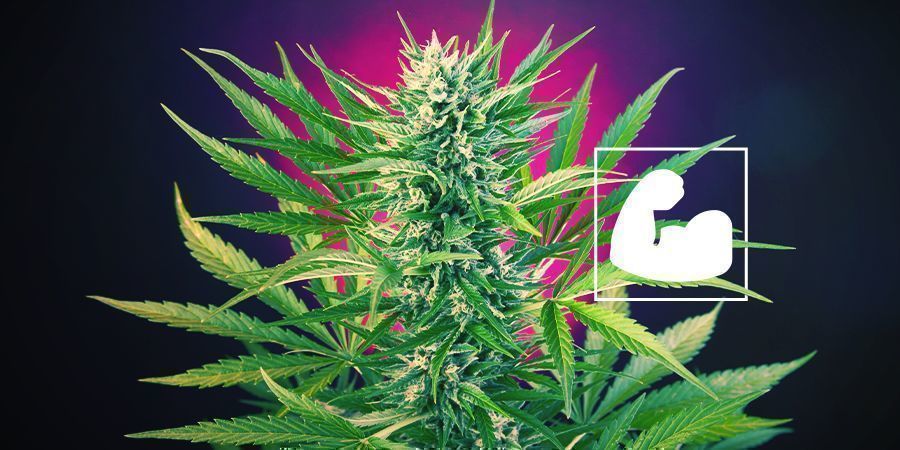 Warum brauchen Cannabispflanzen Kalzium?