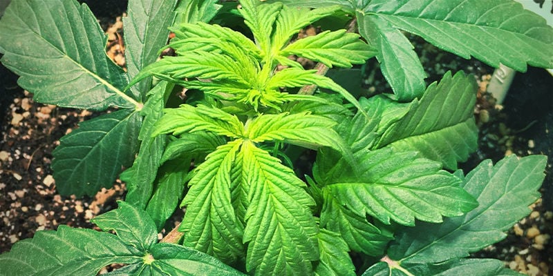 Wie Eisenmangel bei Cannabispflanzen aussieht