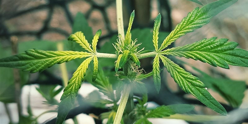 Wie Eisenmangel bei Cannabispflanzen aussieht