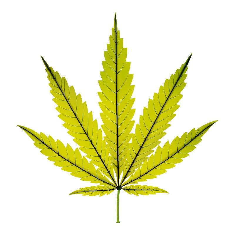 Eisenmangel Bei Cannabispflanzen: Spätstadium des Eisenmangels