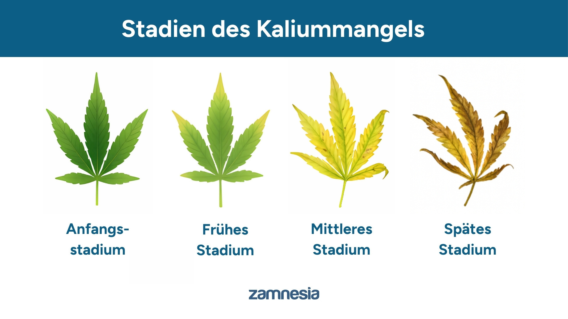 Stadien des Kaliummangels
