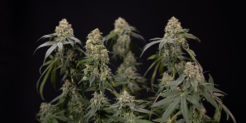 Kalium: Unverzichtbar für Cannabispflanzen