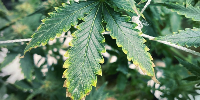 Wie ein Kaliummangel bei Cannabispflanzen aussieht