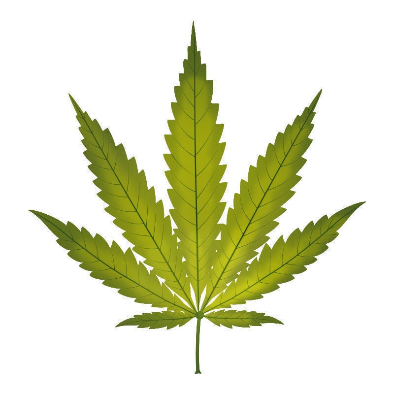 Kaliummangel Bei Cannabispflanzen: Beginn des Kaliummangels