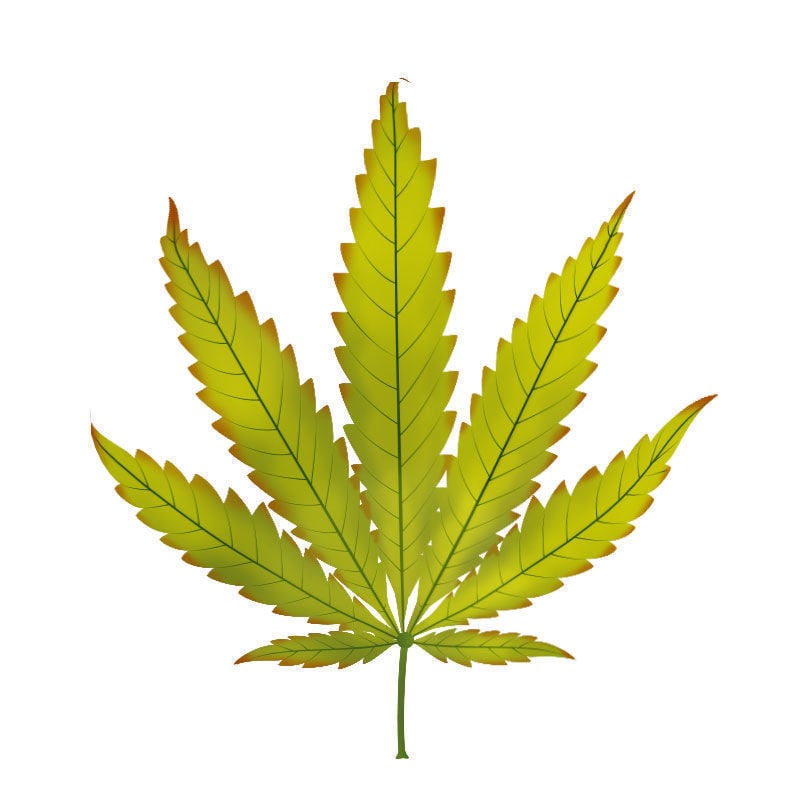 Kaliummangel Bei Cannabispflanzen: Fortschreiten des Kaliummangels