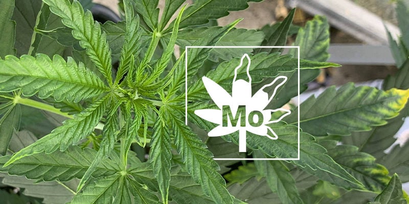 Molybdänmangel Bei Cannabispflanzen