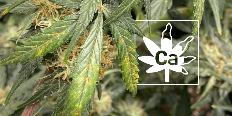 Calciummangel bei Cannabispflanzen