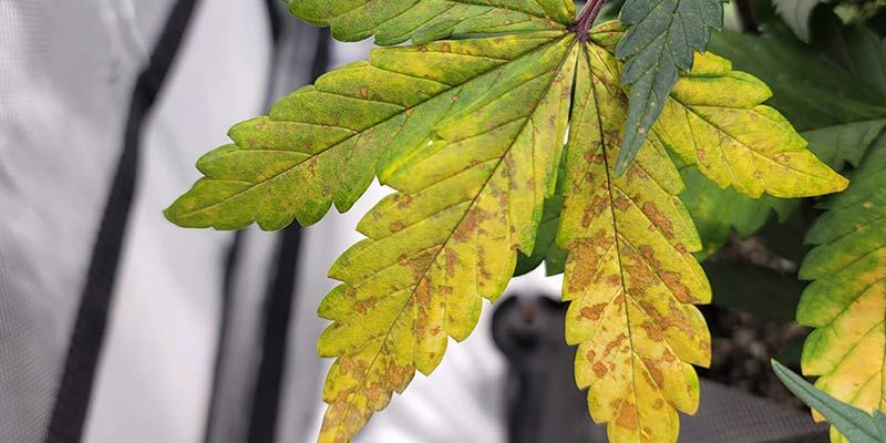 Wie man einen Kalziummangel bei Cannabis erkennt -1