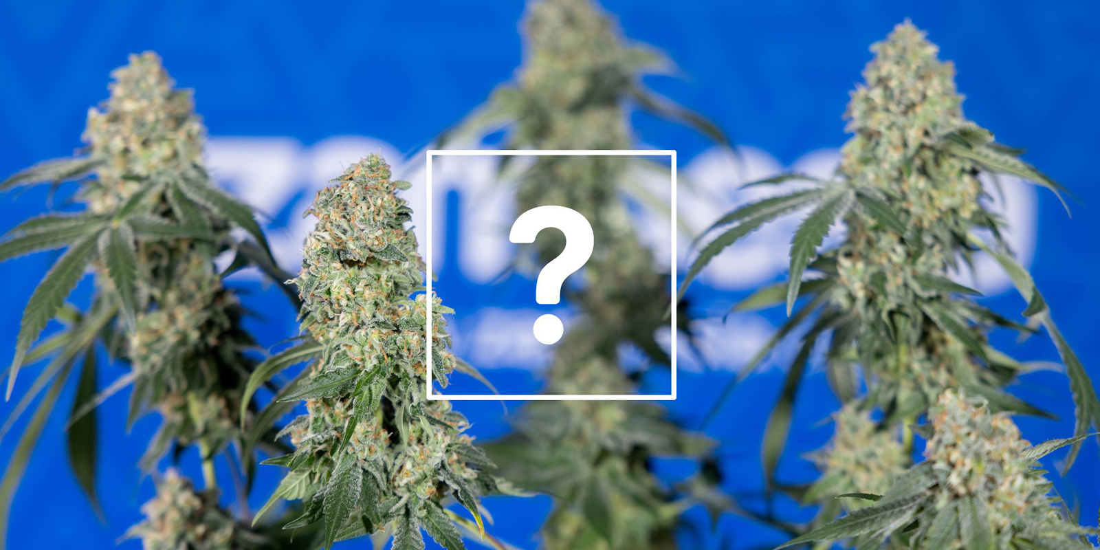 Kann ich betroffene Pflanzen oder Buds trotzdem verwenden?