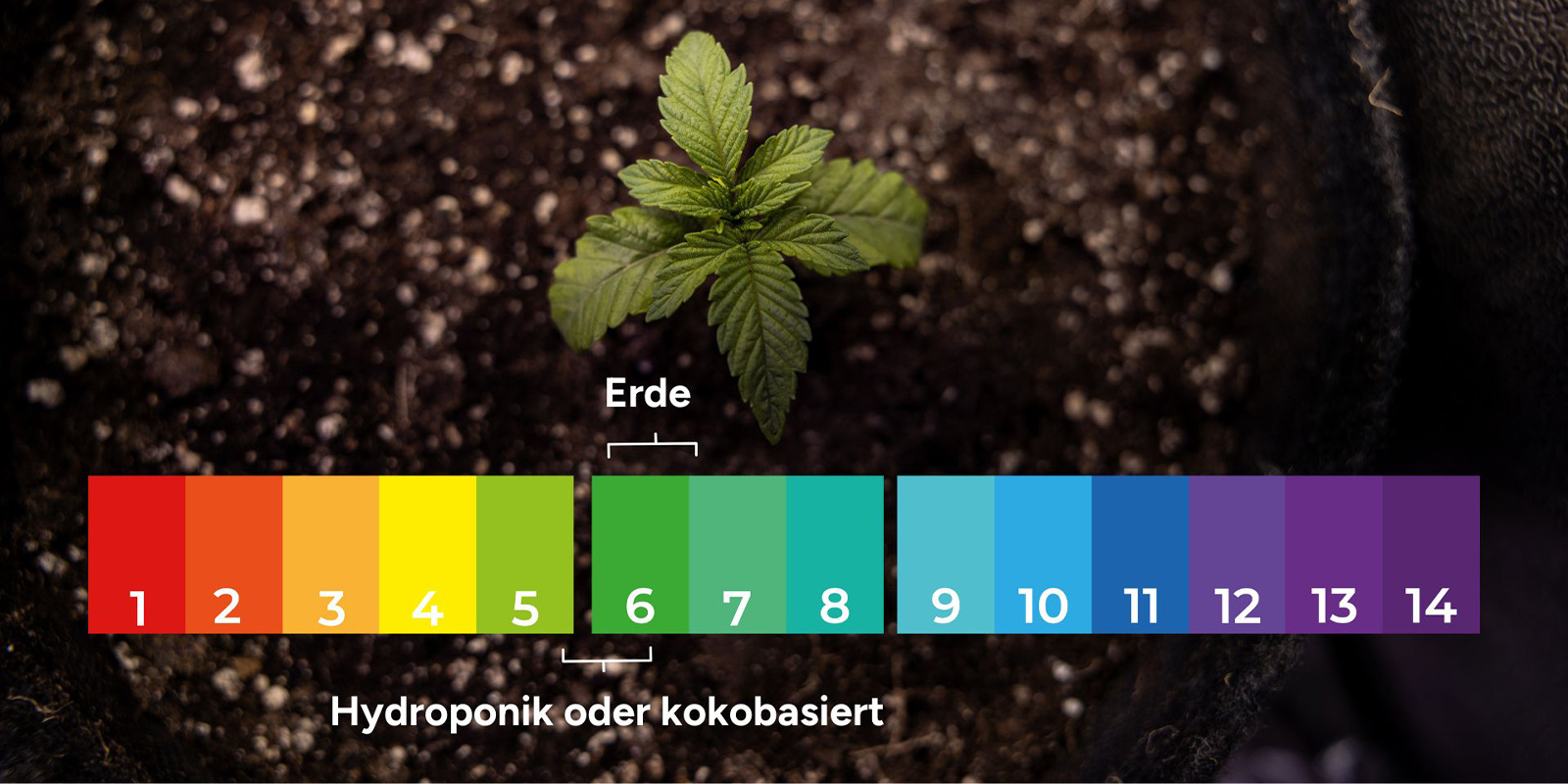 1. pH-Ungleichgewicht und Nährstoff-Blockaden ausschließen