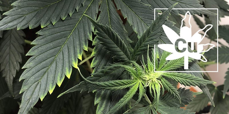 Kupfermangel Bei Cannabispflanzen
