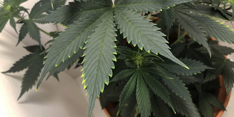 Wie sieht ein Kupfermangel bei Cannabis aus?