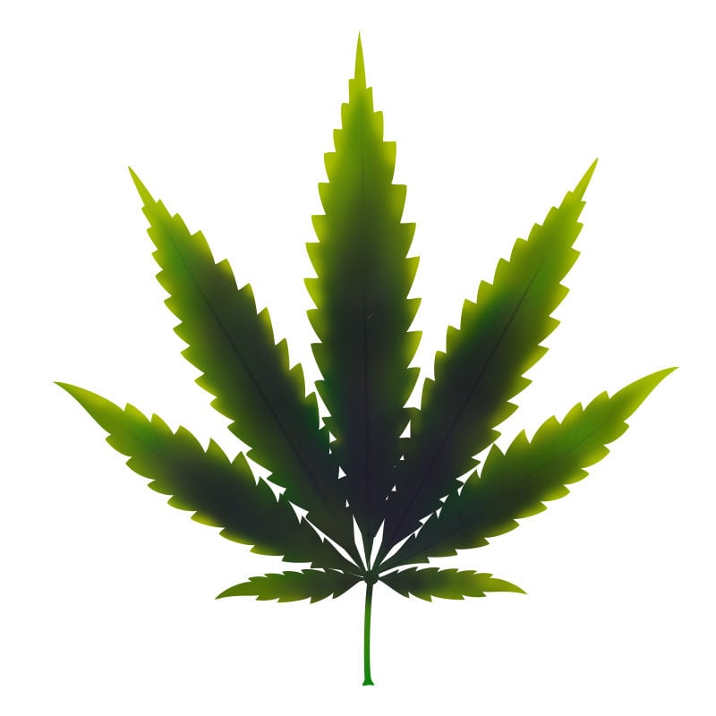 Kupfermangel Bei Cannabispflanzen: Spätstadium des Kupfermangels