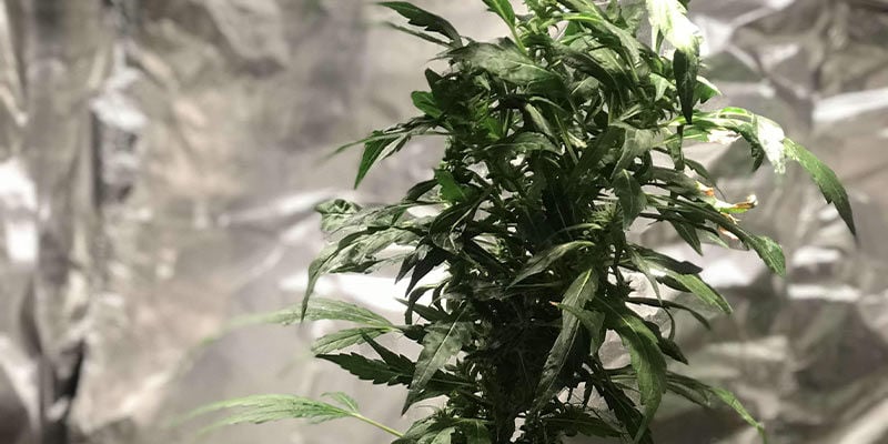Breitmilben auf Cannabispflanzen