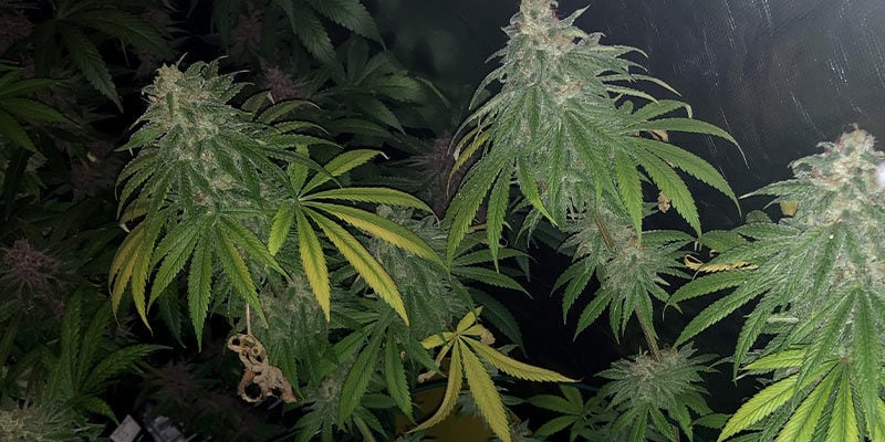 Können sich Cannabispflanzen von Breitmilben erholen?