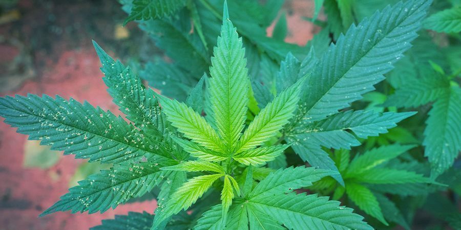 Warum brauchen Cannabispflanzen Magnesium?