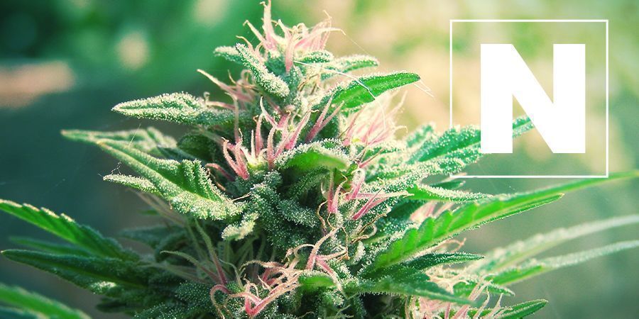 Stickstoff Und Cannabis Pflanzen