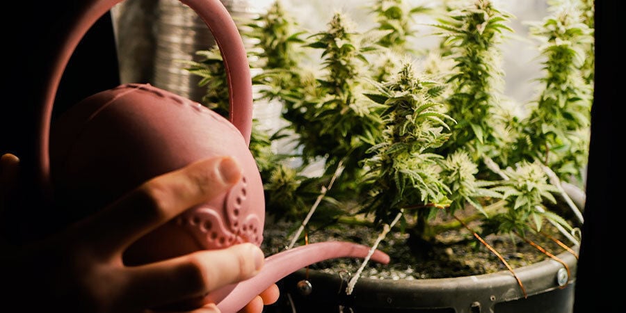 Wie Man Cannabispflanzen Gießt: Wachstumsphase und Pflanzengröße
