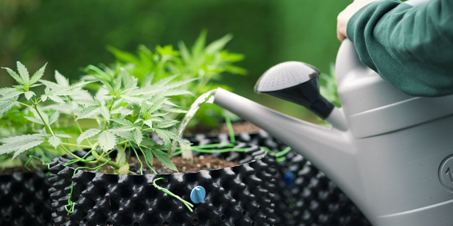 Wie oft man Cannabispflanzen gießen sollte