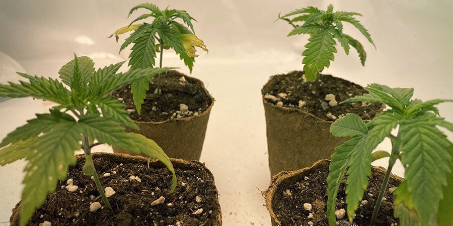 unterbewässerte Cannabispflanzen