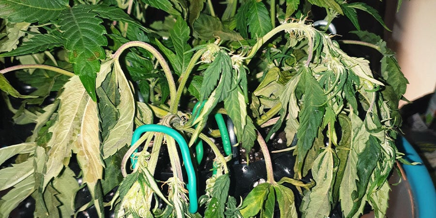 unterbewässerte Cannabispflanzen