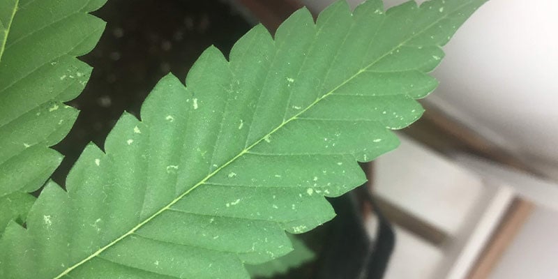 Weißen Flecken auf Cannabisblättern verhindern