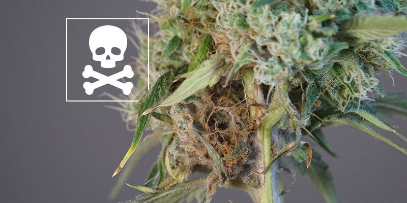 Kann man Buds mit Budrot noch verwenden?
