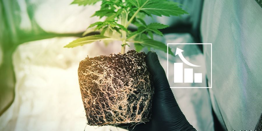 Warum benötigen Cannabispflanzen Schwefel?