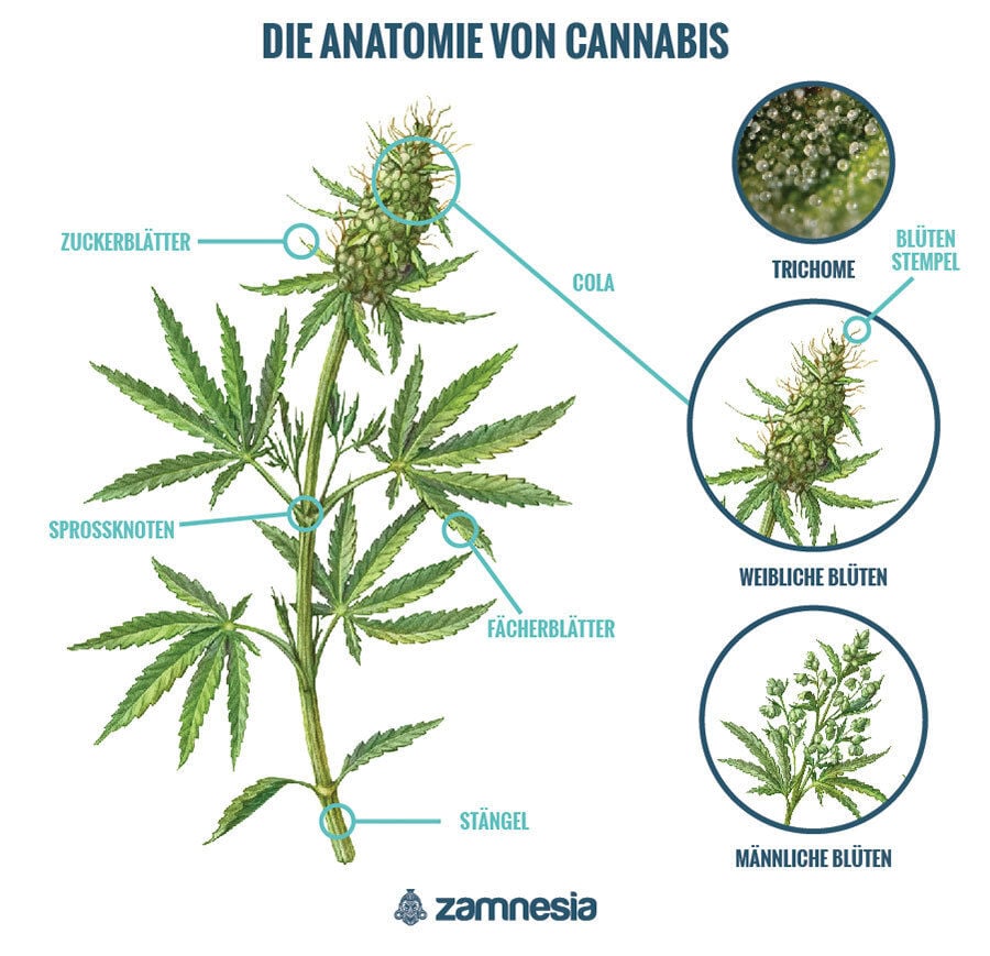 Die Anatomie Von Cannabis