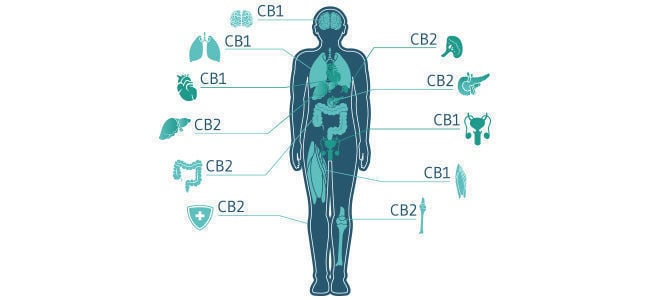 THC Und ECS