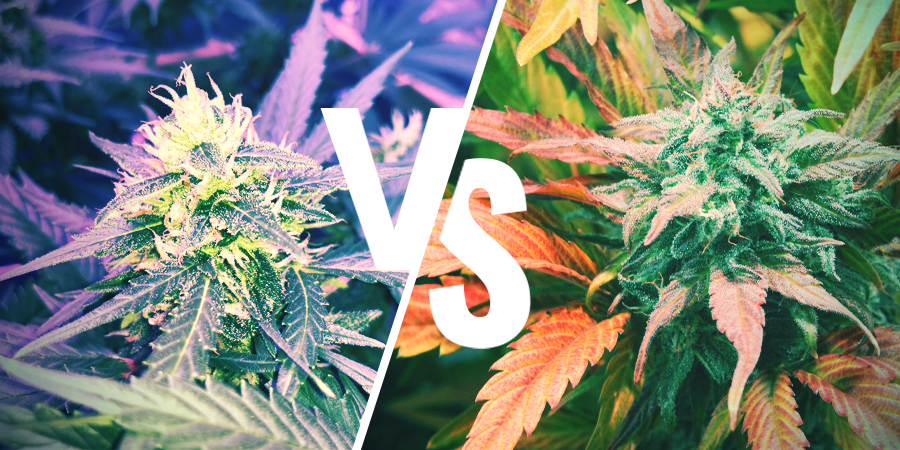 Der Unterschied zwischen Amnesia und Amnesia Haze