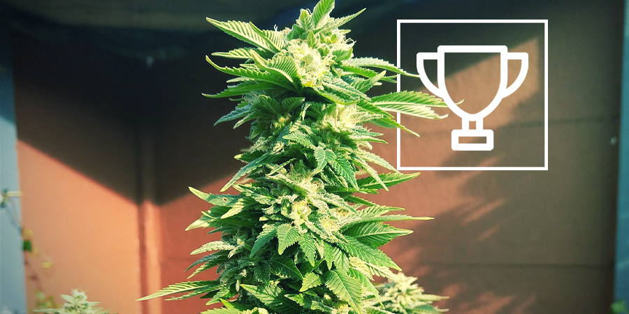 ZAMNESIA SEEDS - WHITE WIDOW: DIE PREISGEKRÖNTE “COFFEESHOP-KÖNIGIN”