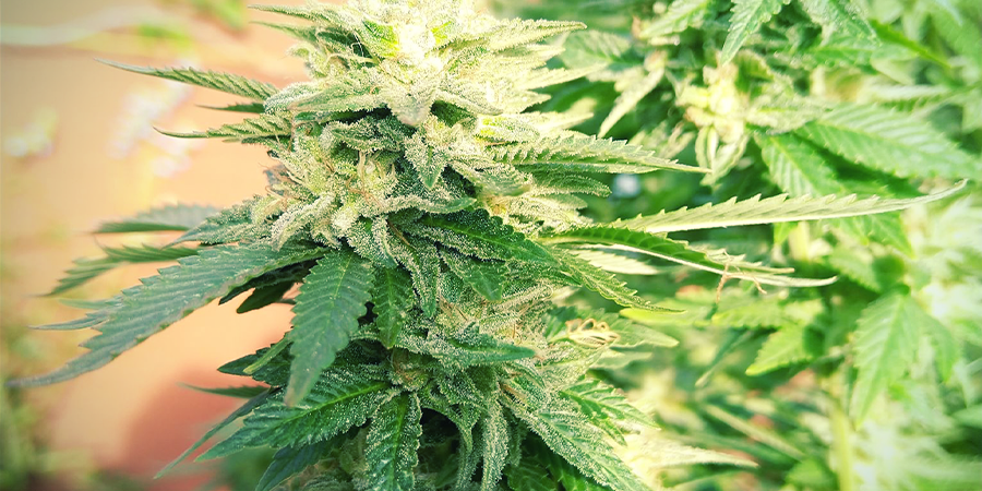 White Widow feminisiert (Zamnesia Seeds)