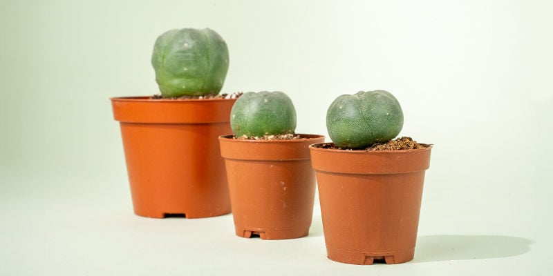 Peyote (Lophophora Williamsii)