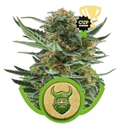 Royal Dwarf Royal Queen Seeds Royal Dwarf