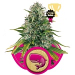 Royal Moby Royal Queen Seeds Royal Moby