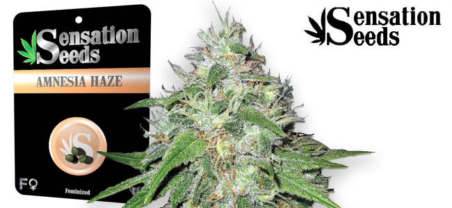 Amnesia Haze Sensation Amnesia Haze Sensation