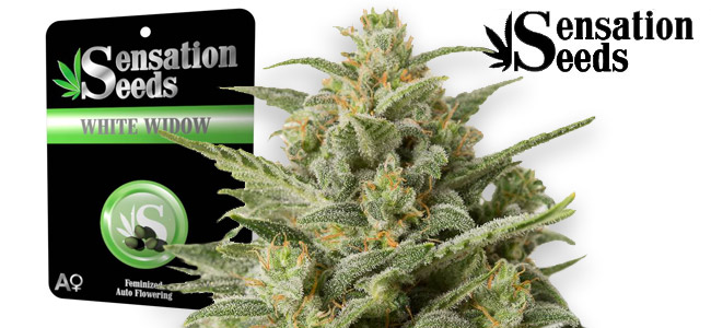 Auto White Widow Sensation Auto White Widow Sensation