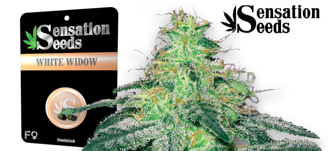 White Widow Sensation White Widow Sensation