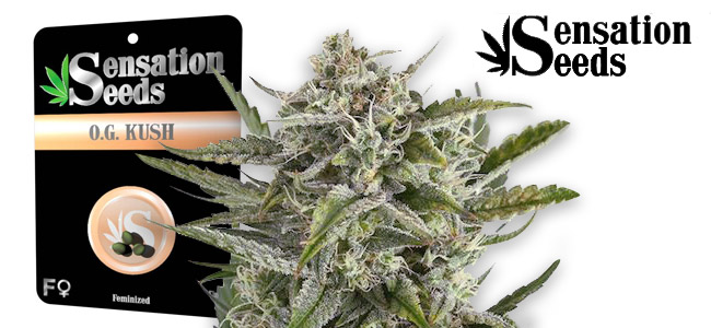 OG Kush Sensation OG Kush Sensation