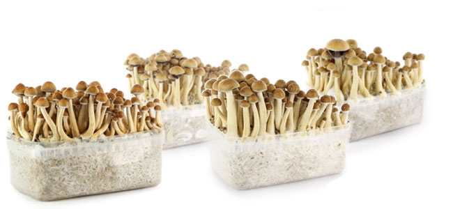 Supa Gro Magic Mushroom Supa Gro Magic Mushroom