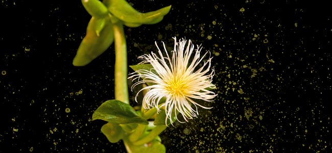 Sceletium Tortuosum Pflanze Sceletium Tortuosum Pflanze