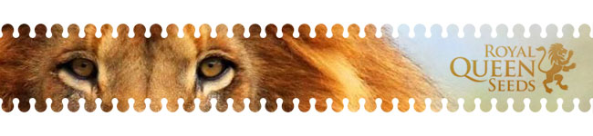Royal Queen Seeds Royal Queen Seeds