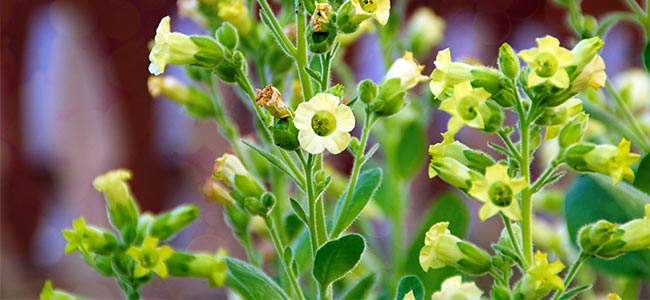 Nicotiana Rustica Nicotiana Rustica