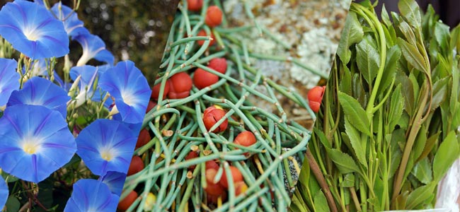 Andere Smart Seeds Andere Smart Seeds