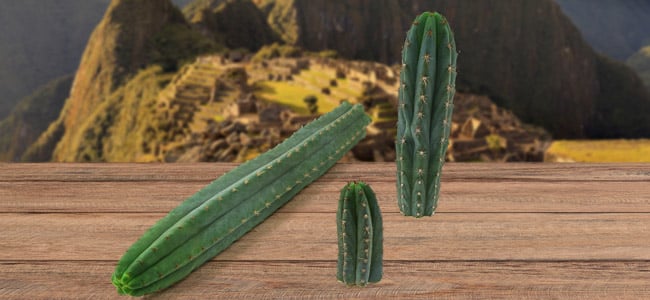 Peruanische Stangenkaktus Peruanische Stangenkaktus