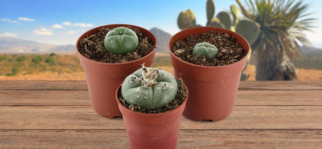 Peyote (Lophophora williamsii) Peyote (Lophophora williamsii)
