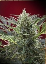 Cream 47 Sweet Seeds Cream 47